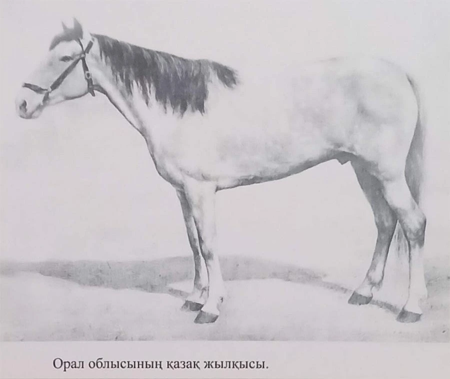 Қазақы жылқы. Орал жылқысы Қазақы жылқы. Орал жылқысы