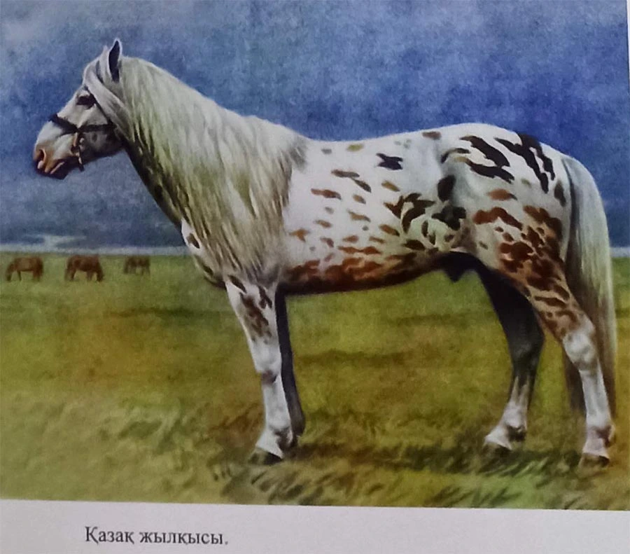 Қазақ жылқысы Қазақ жылқысы