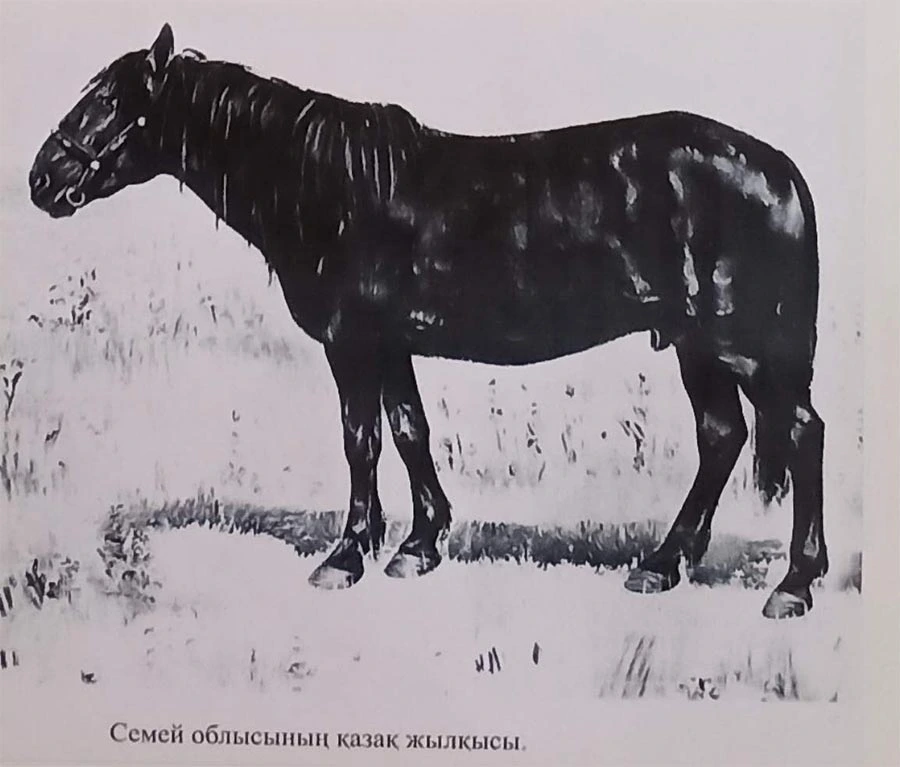 Семей облысының қазақ жылқысы Семей облысының қазақ жылқысы