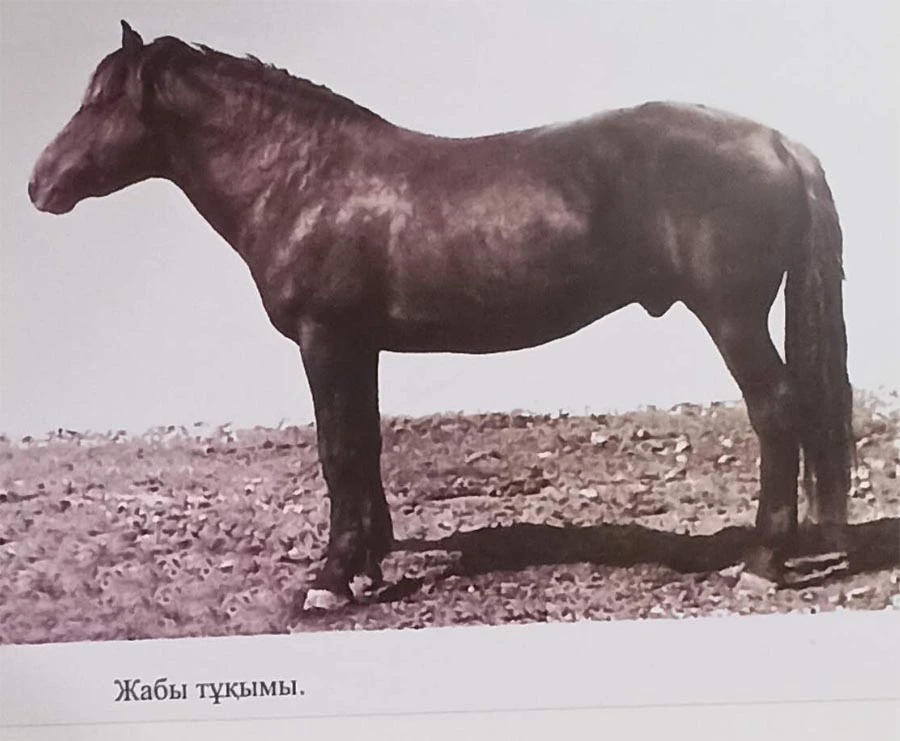 Қазақы жылқы, жабы тұқымы Қазақы жылқы, жабы тұқымы